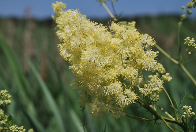 Thalictrum sp.